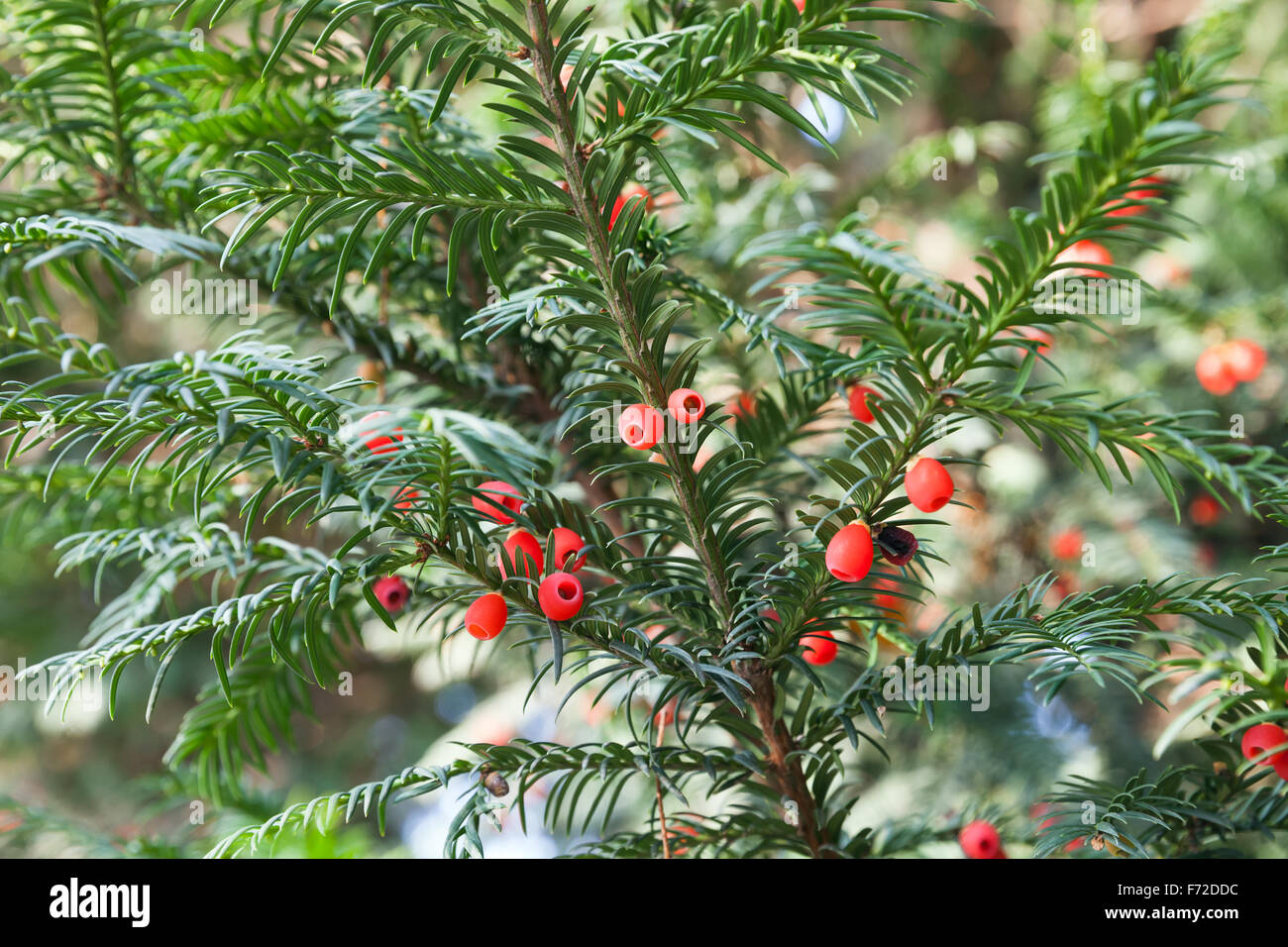 Red berries growing on evergreen yew tree branches Stock Photo
