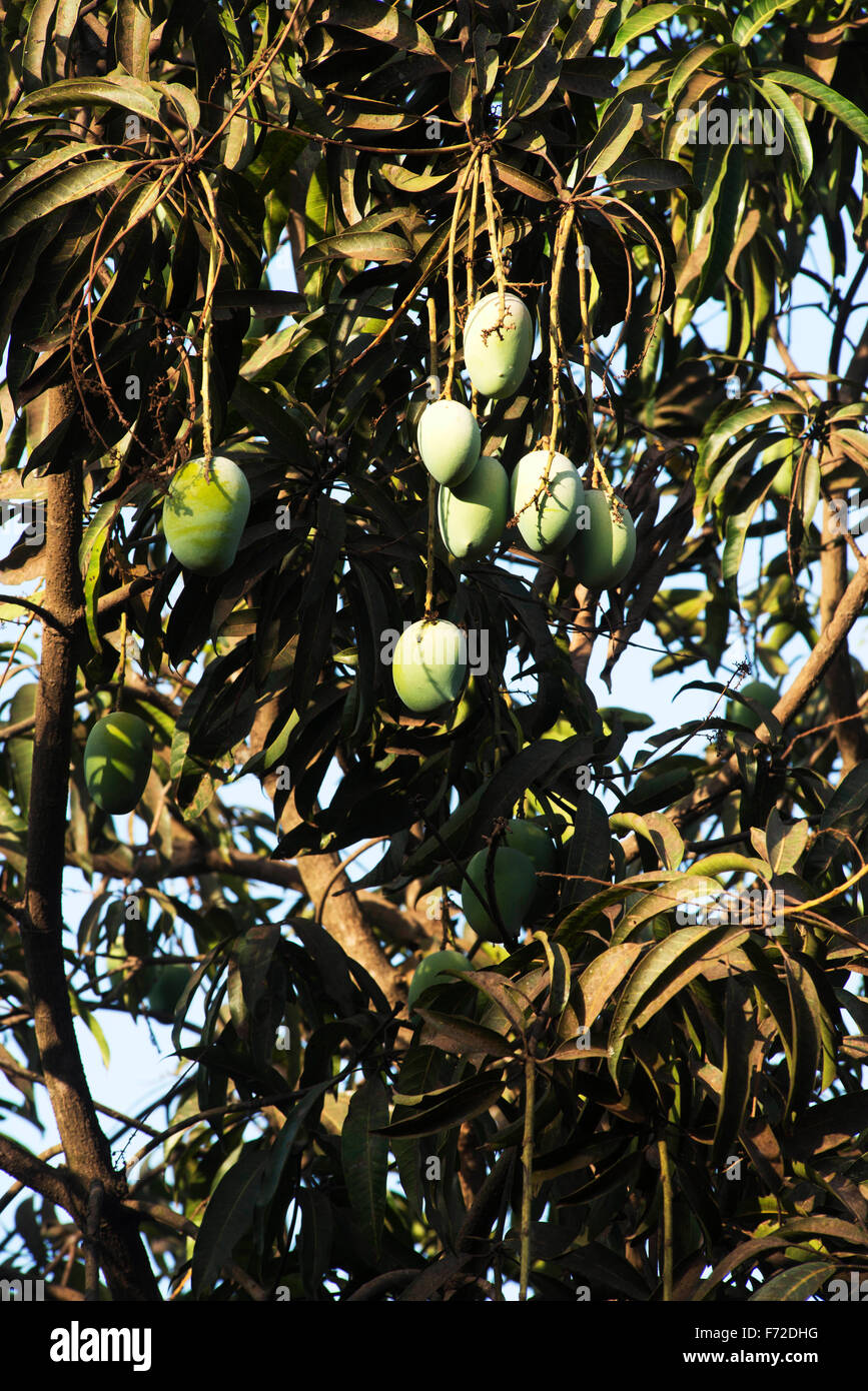 Mango tree, dapoli, ratnagiri, maharashtra, india, asia Stock Photo