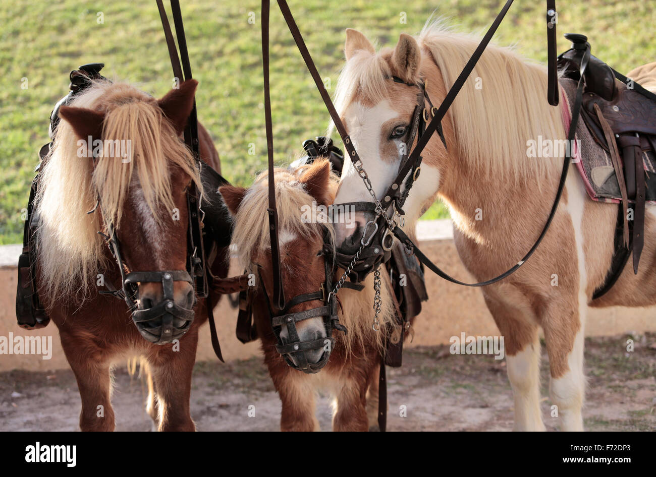 Animal used for riding hi-res stock photography and images - Alamy Animal used for riding hi-res stock photography and images - Alamy