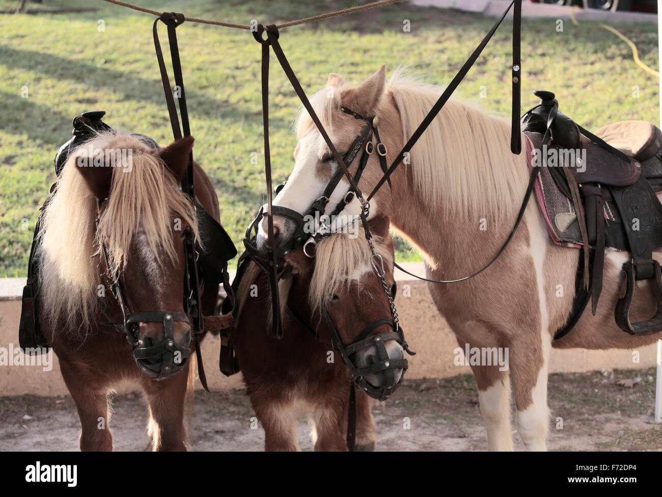 Animal used for riding hi-res stock photography and images - Alamy