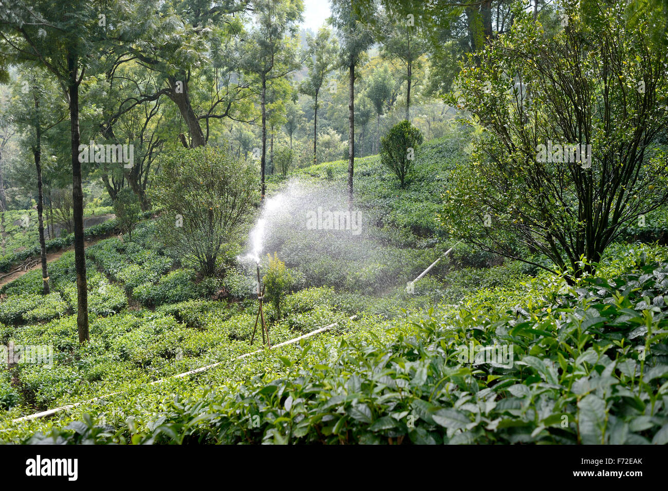 Tea garden irrigation, munnar, kerala, india, asia Stock Photo Alamy