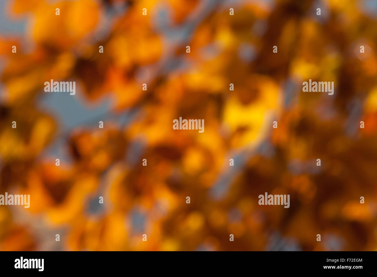 Blurred orange beech leaves in front of blue sky in autumn, background ...