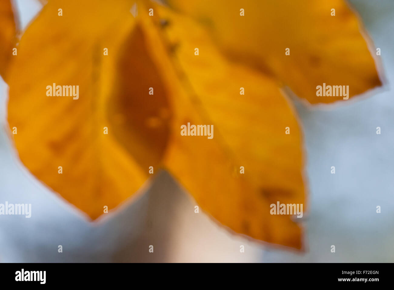 Leaves in front of blue sky hi-res stock photography and images - Alamy