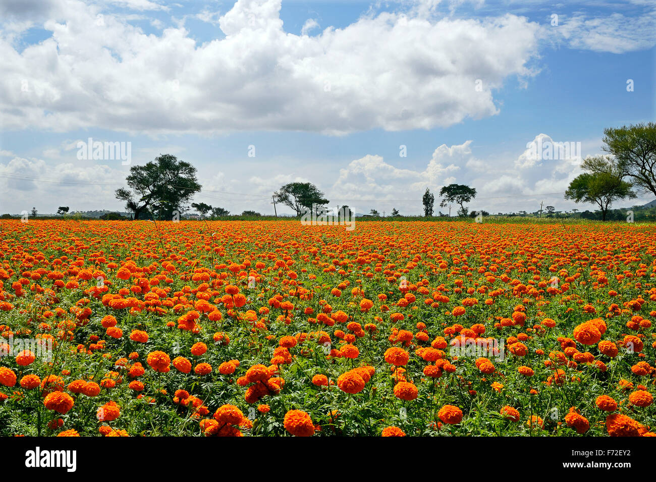 Marigold flowers, gundlupet, karnataka, india, asia Stock Photo Alamy