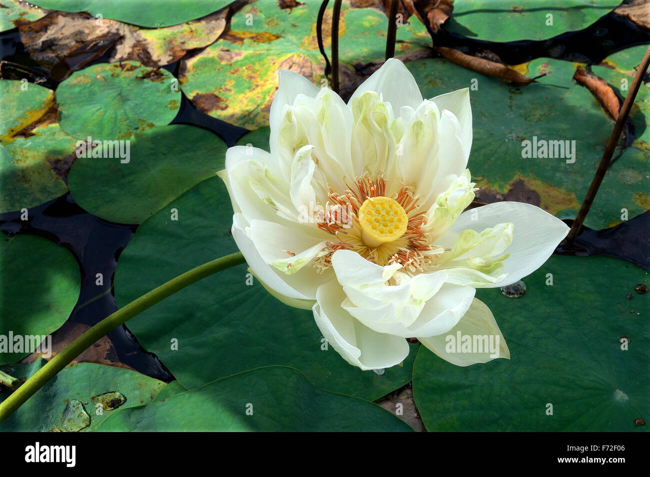 Water lily, trivandrum, kerala, india, asia Stock Photo Alamy