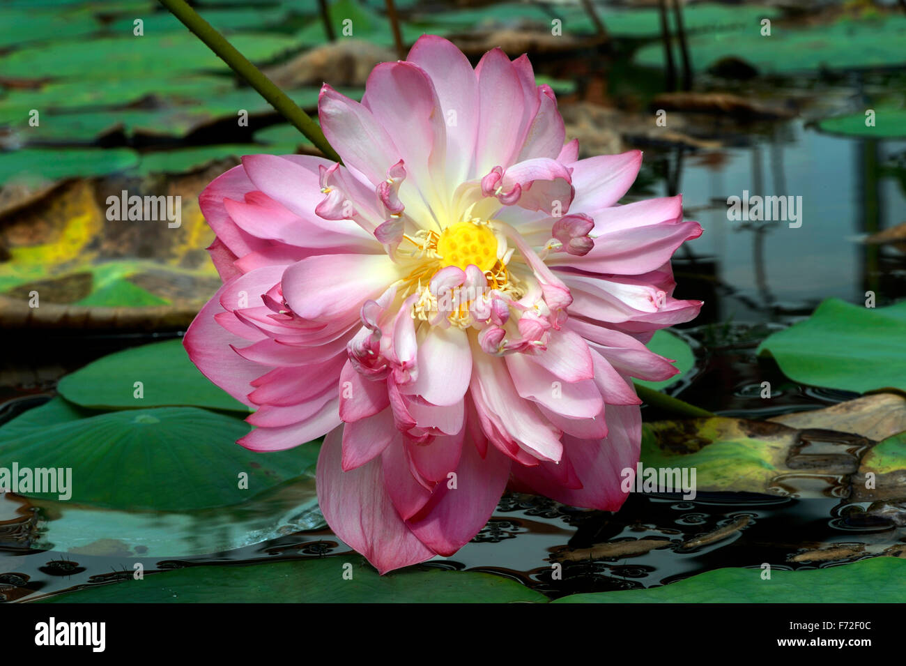 Water lily, trivandrum, kerala, india, asia Stock Photo Alamy