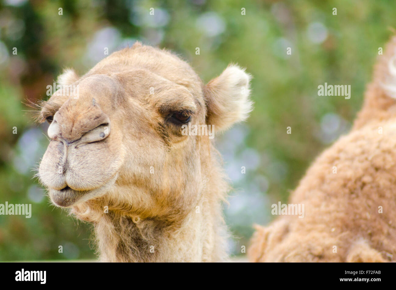 A close up profile view of an arabian camel also known as Camelus dromedarius. The dromedary is a large, even-toed ungulate with Stock Photo