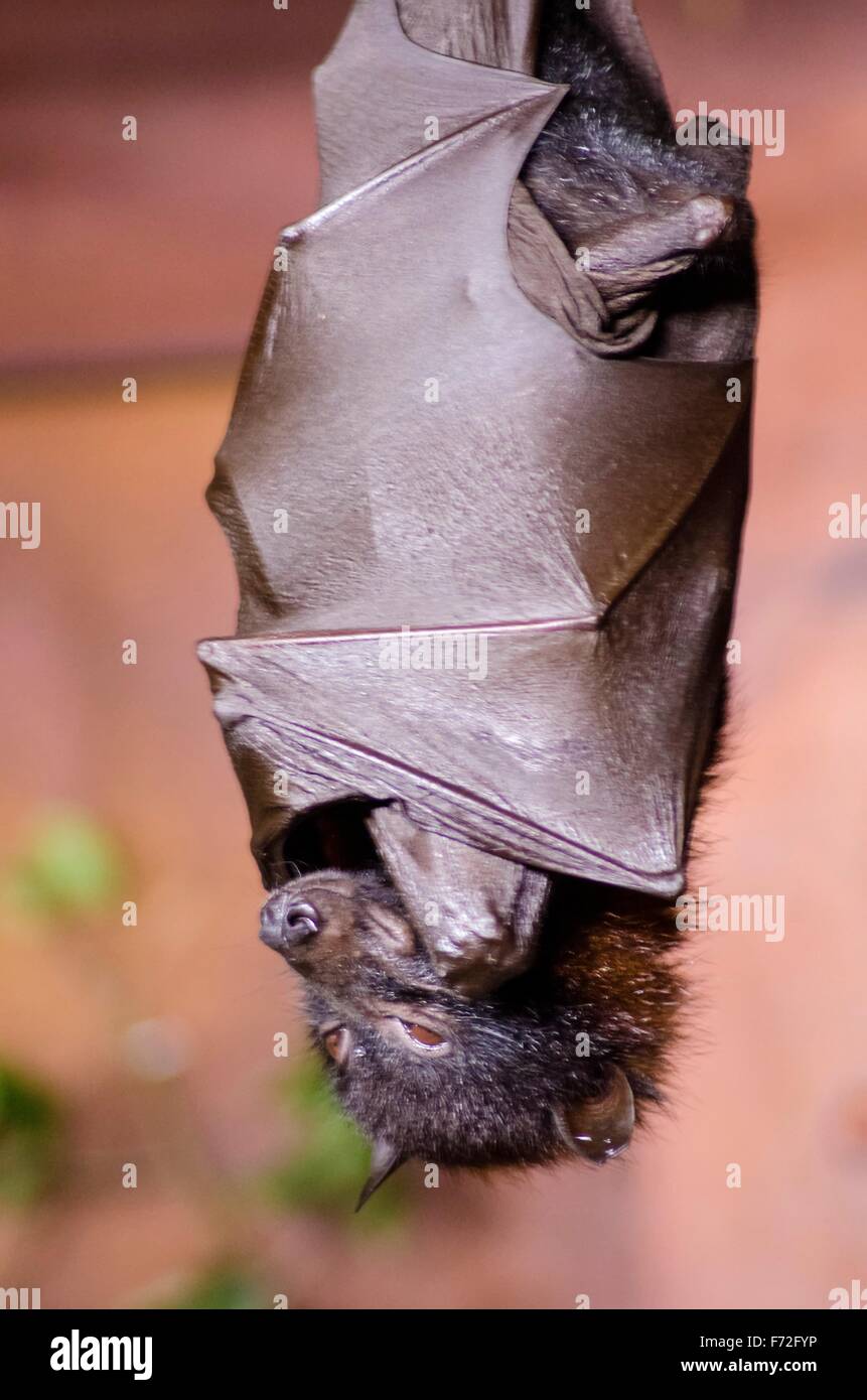 A large flying fox bat, a species of bat also known as Pteropus vampyrus, roosting positioned upside down with its wings wrapped Stock Photo