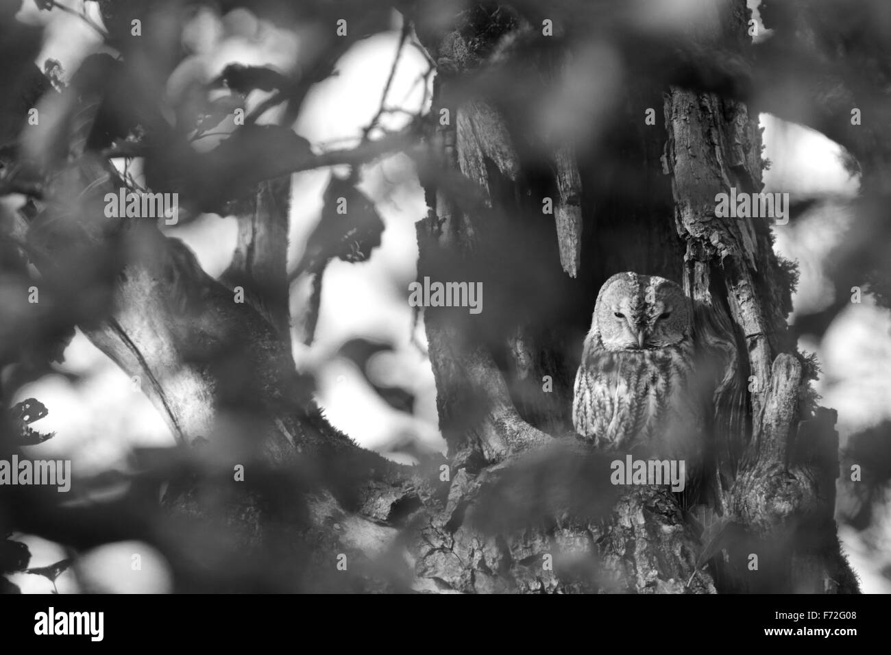 Owl Tree Hole Black And White Stock Photos Images Alamy
