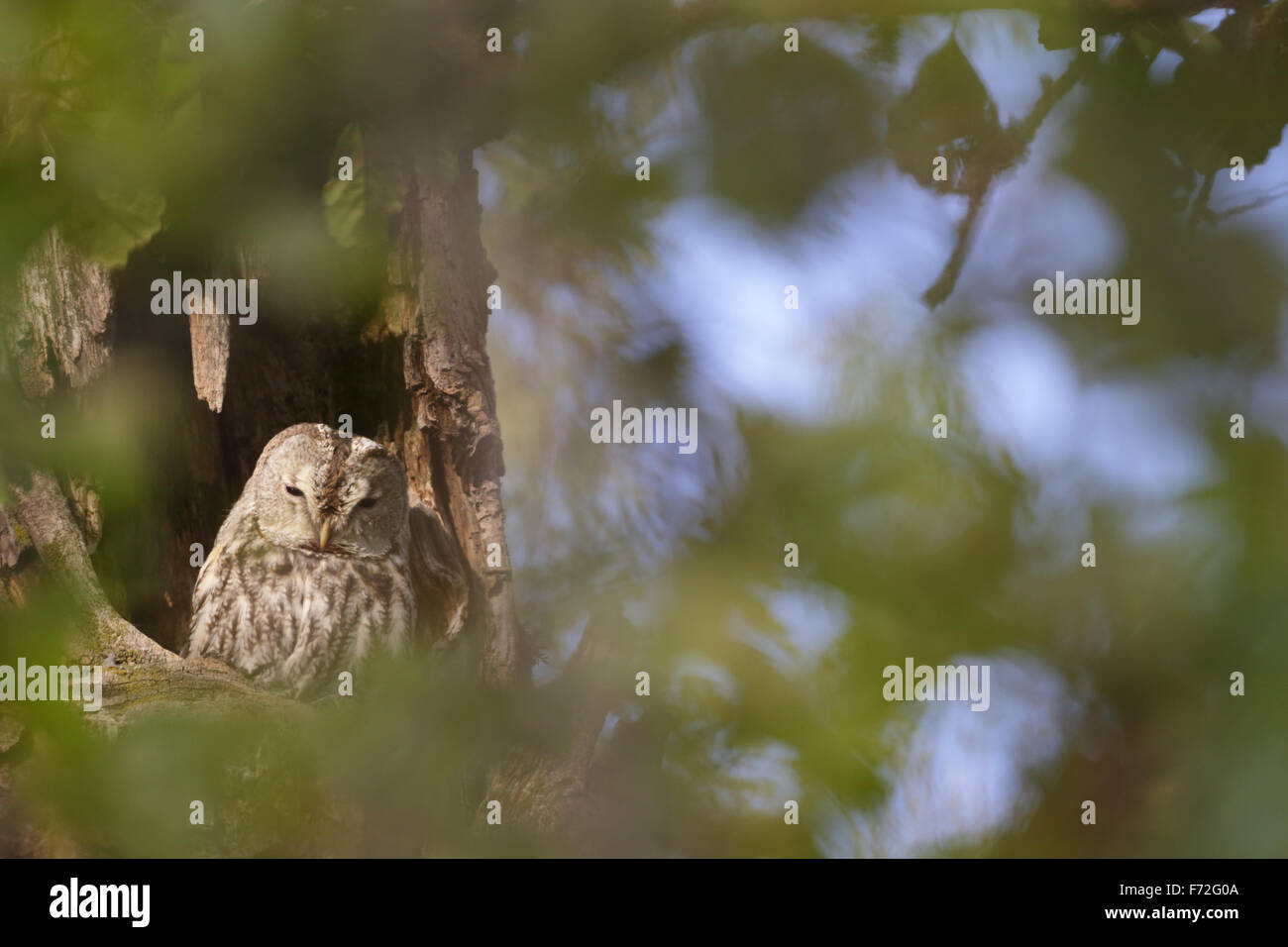Wild Tawny Owl (Strix aluco)  in tree hole. Europe Stock Photo