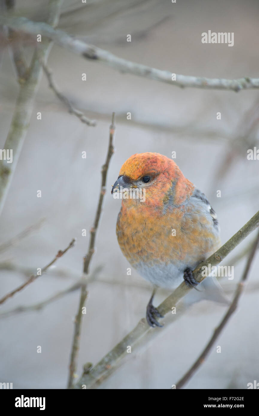 Female Pine Grosbeak (Pinicola enucleator). Europe Stock Photo Alamy