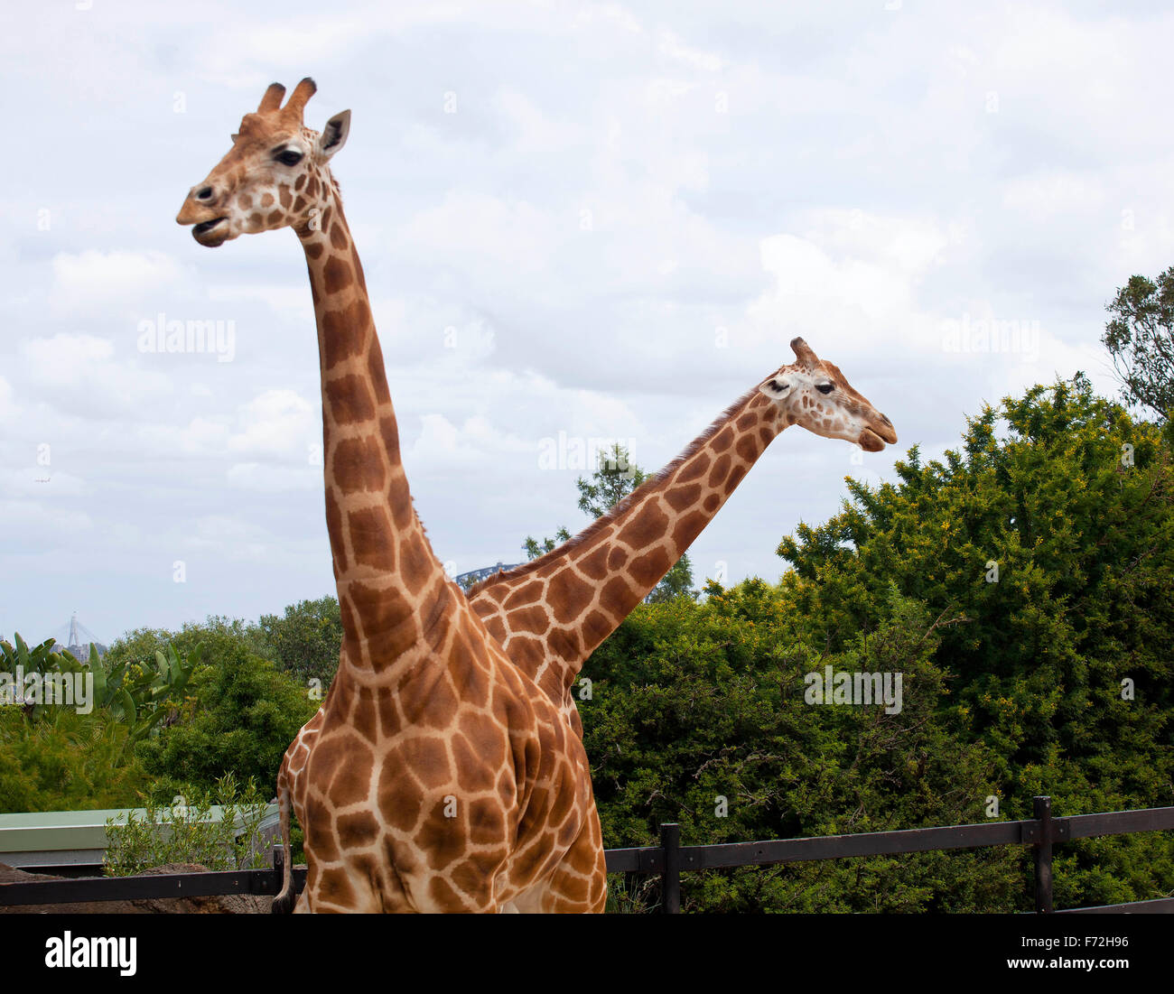 Giraffe, Taronga Zoo Sydney, Taronga Zoo, Mosman, Sydney, NSW, New South Wales, Australia Stock Photo