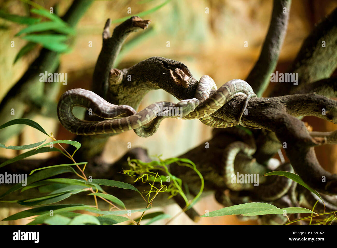 Morelia bredli, Bredl's python, Centralian python, central Australian ...