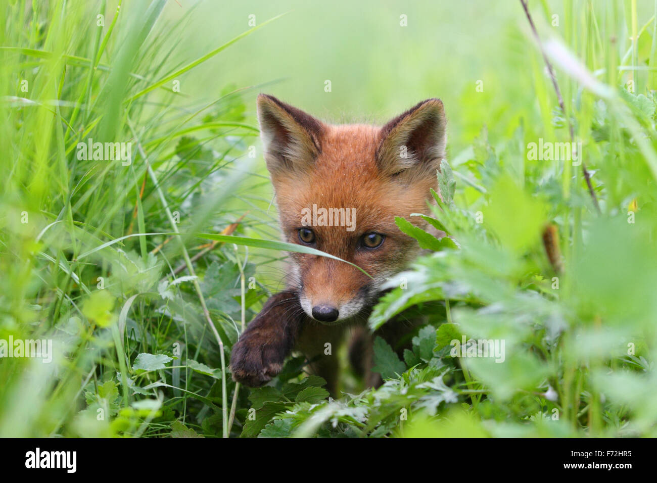 Red Fox kit (Vulpes vulpes). Europe Stock Photo