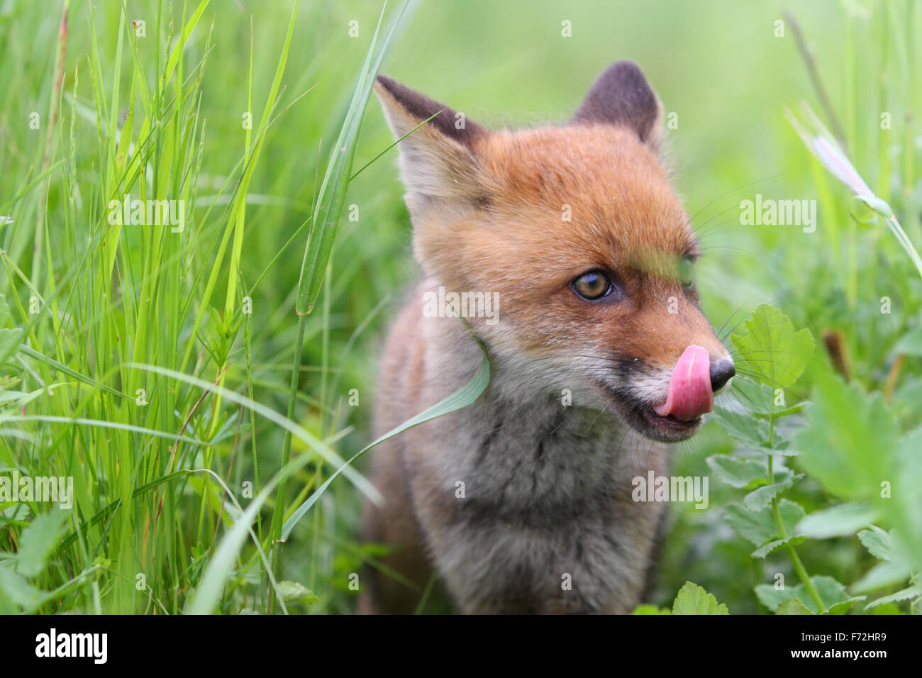 Red Fox kit (Vulpes vulpes). Europe Stock Photo
