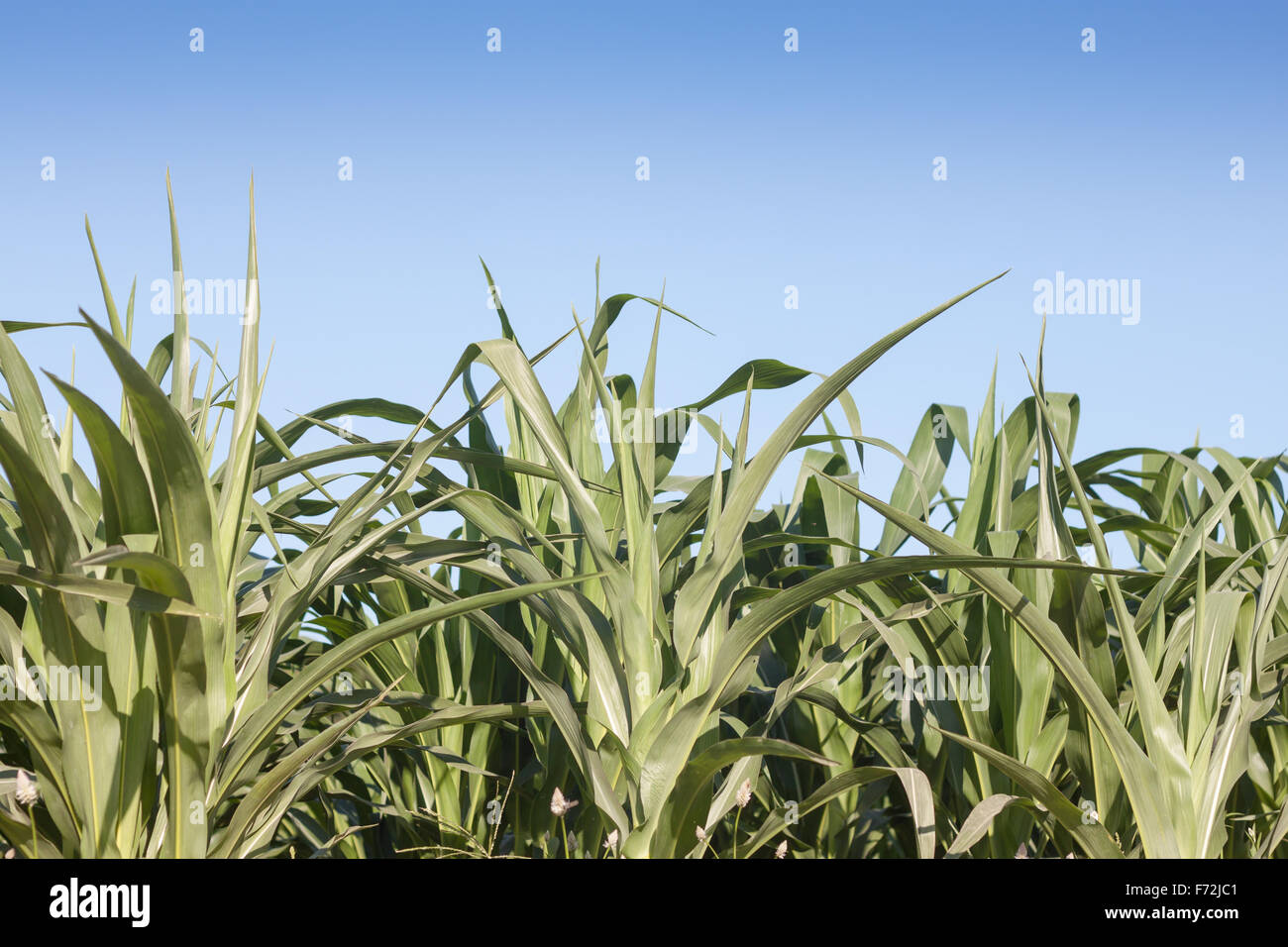 Green field of corn growing up, stock photo Stock Photo