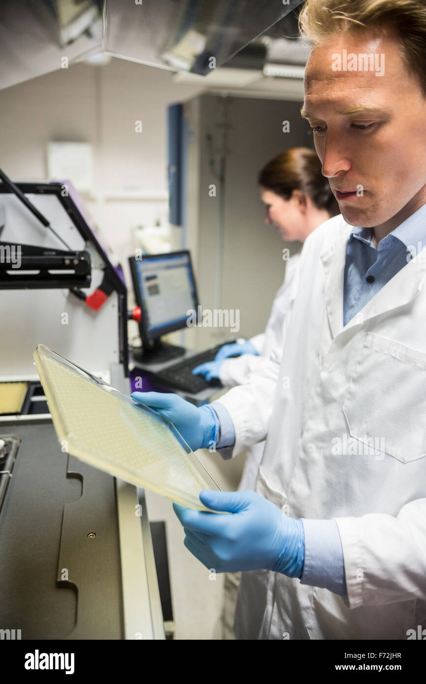 Scientist examining a large slide Stock Photo