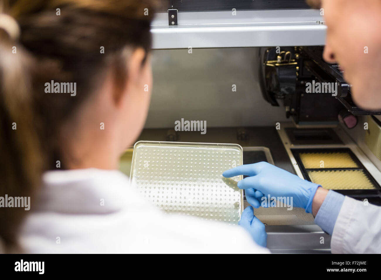 Scientist examining a large slide Stock Photo