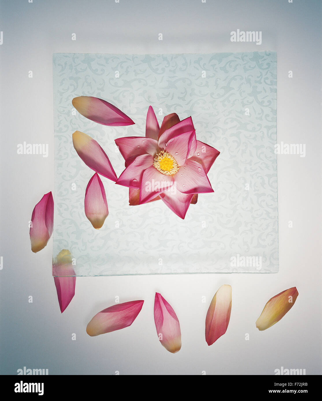 Pink lotus flower, lotus flower, Nelumbo nucifera, Indian lotus, sacred lotus, lotus Stock Photo