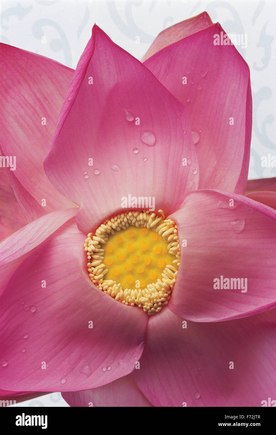 Pink lotus flower, Nelumbo nucifera, Indian lotus, sacred lotus, lotus Stock Photo