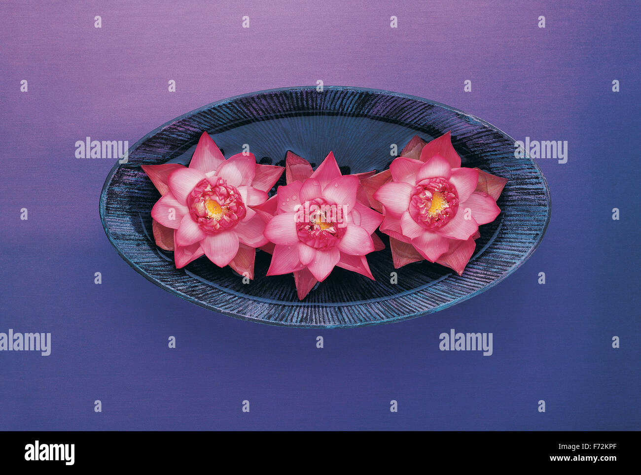 Pink lotus flower in bowl, Nelumbo nucifera, Indian lotus, sacred lotus, lotus Stock Photo