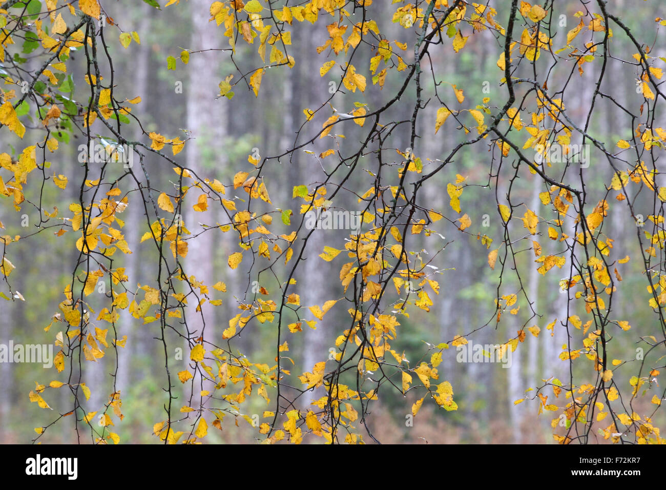 Yellow birch tree leaves in autumn Stock Photo Alamy