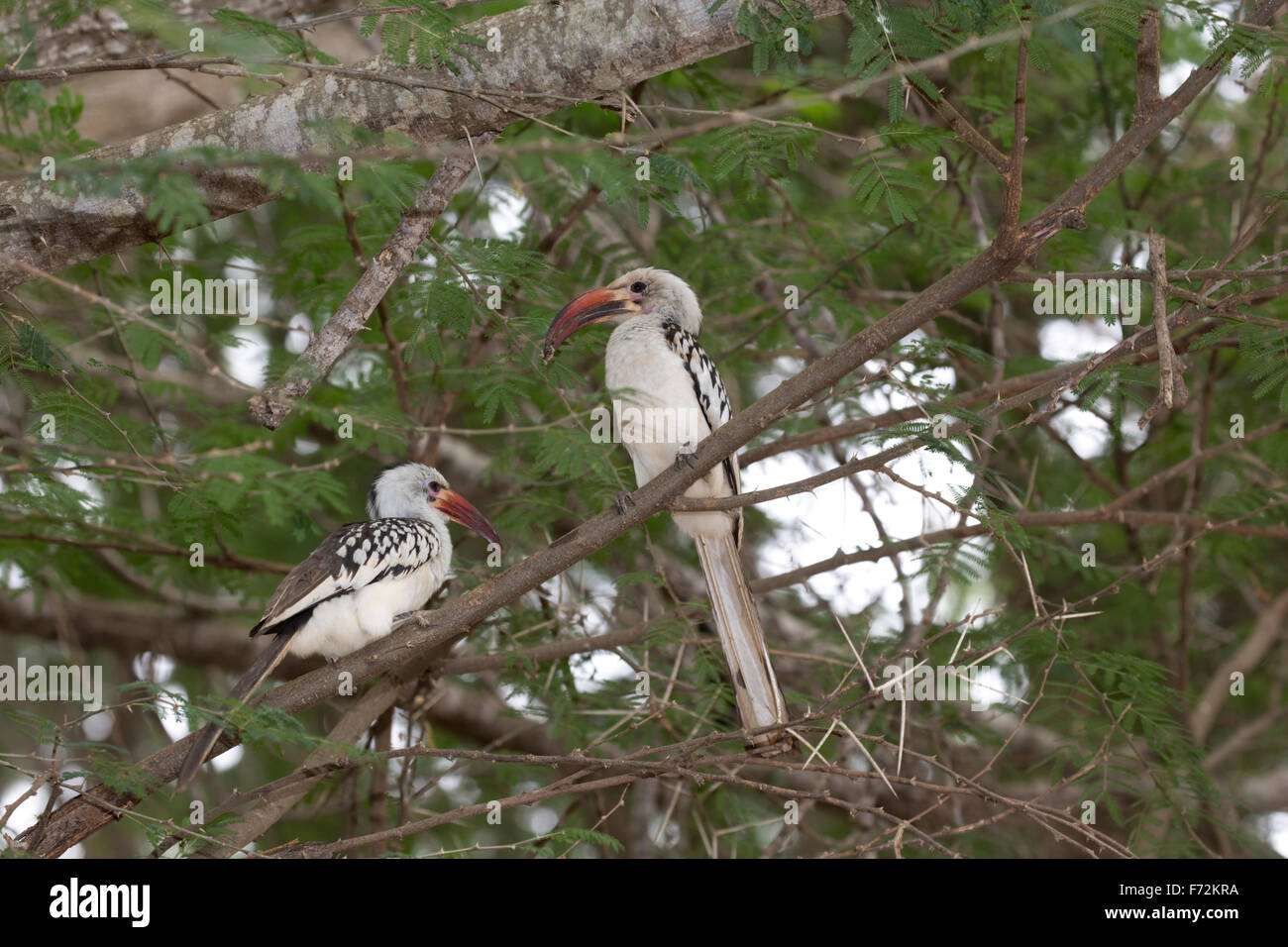 Two Red-billed hornbills Tockus erythrorhynchus Tsavo East National Park Kenya Stock Photo