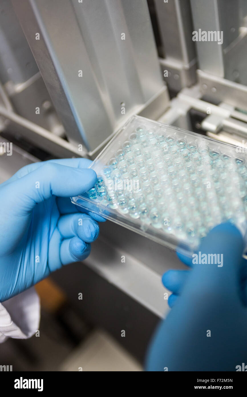 Scientist examining a large slide Stock Photo