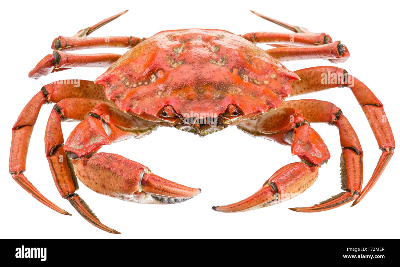 Cooked crab. File contains clipping paths. Stock Photo