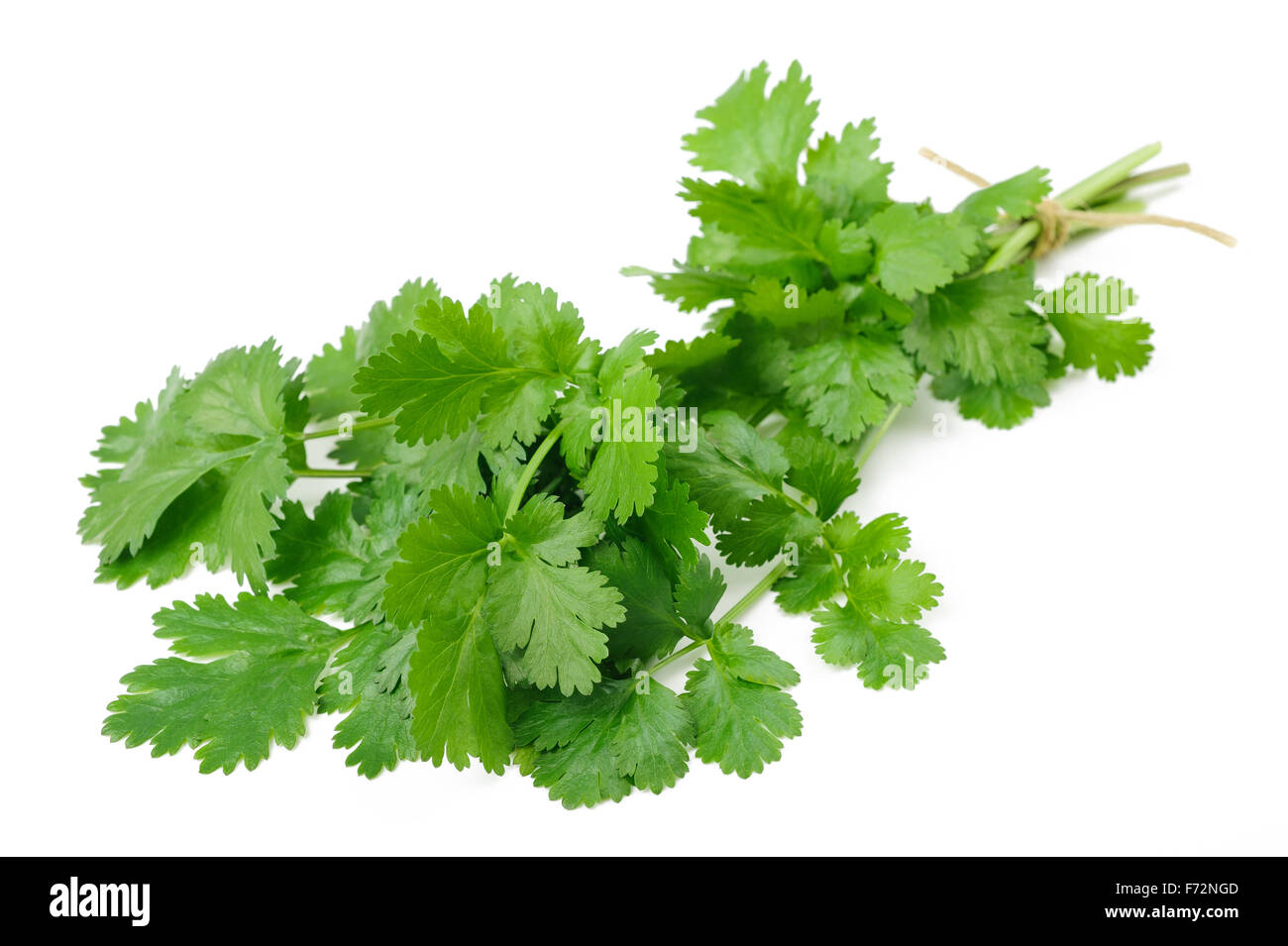 Fresh Coriander bunch isolated on white background Stock Photo Alamy