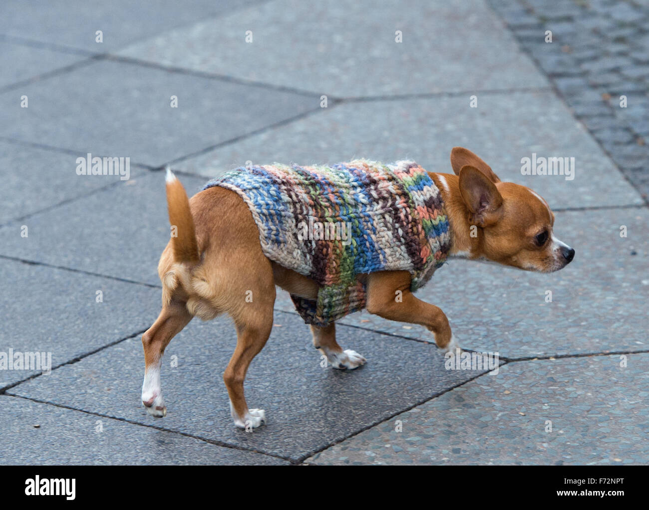 dog wooly jumpers