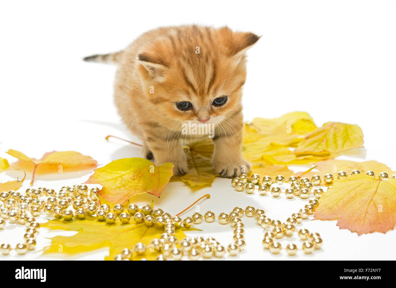 Little British kitten and autumn leaves on a white background. not isolated Stock Photo