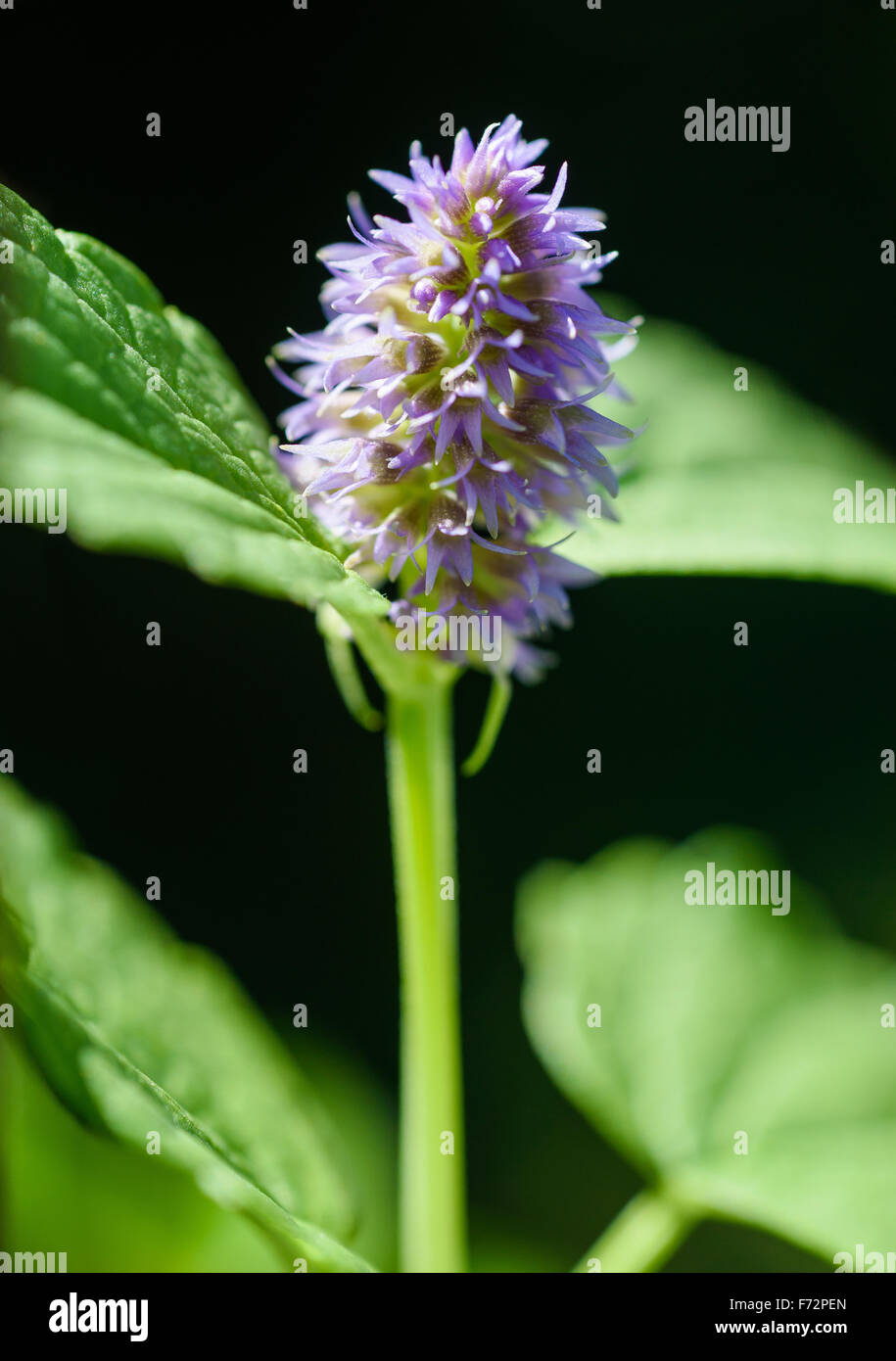 Mentha longifolia, Horse Mint with  blurred background Stock Photo
