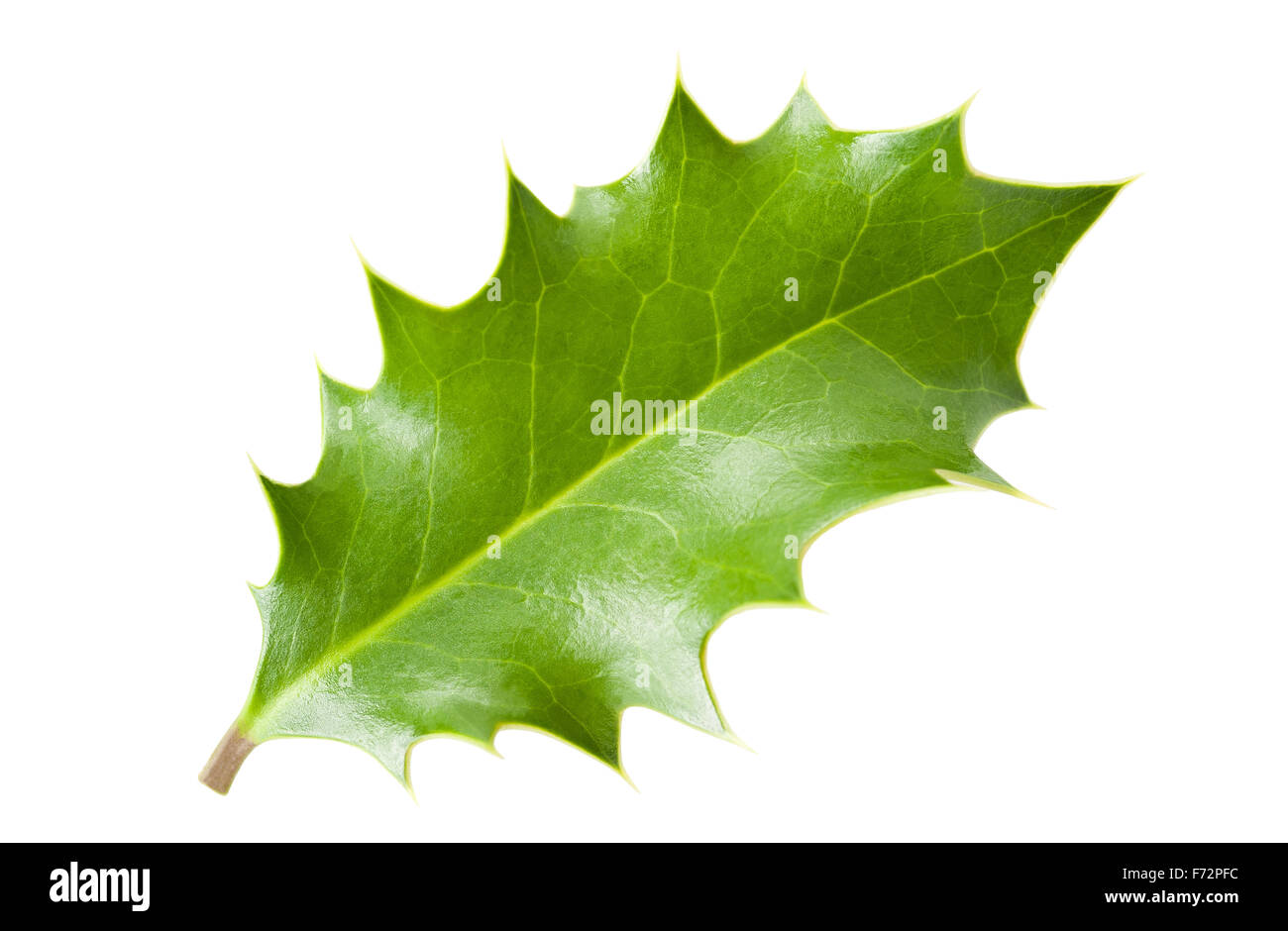 holly leaf isolated on white Stock Photo