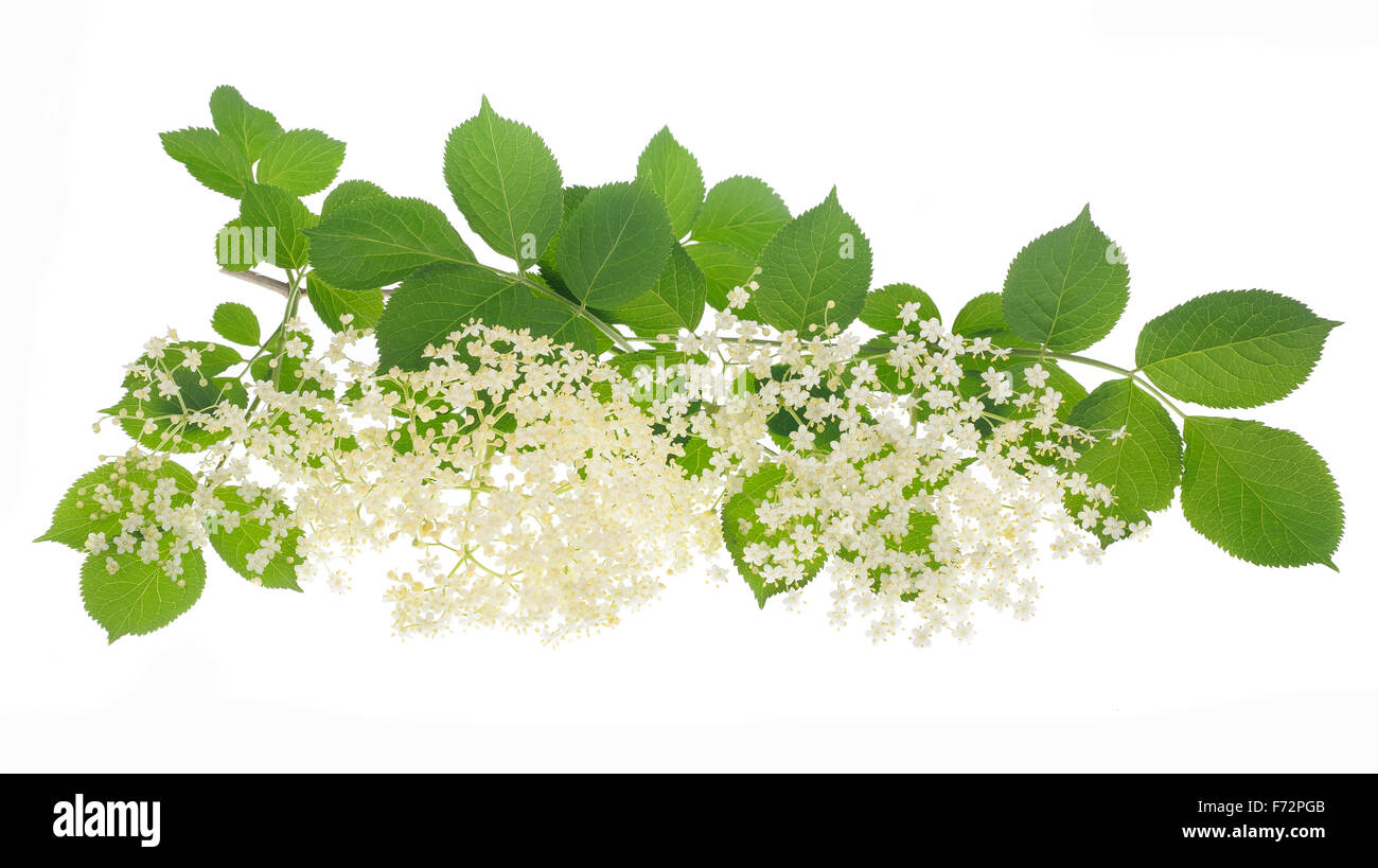 Elderberry flower on a white background Stock Photo