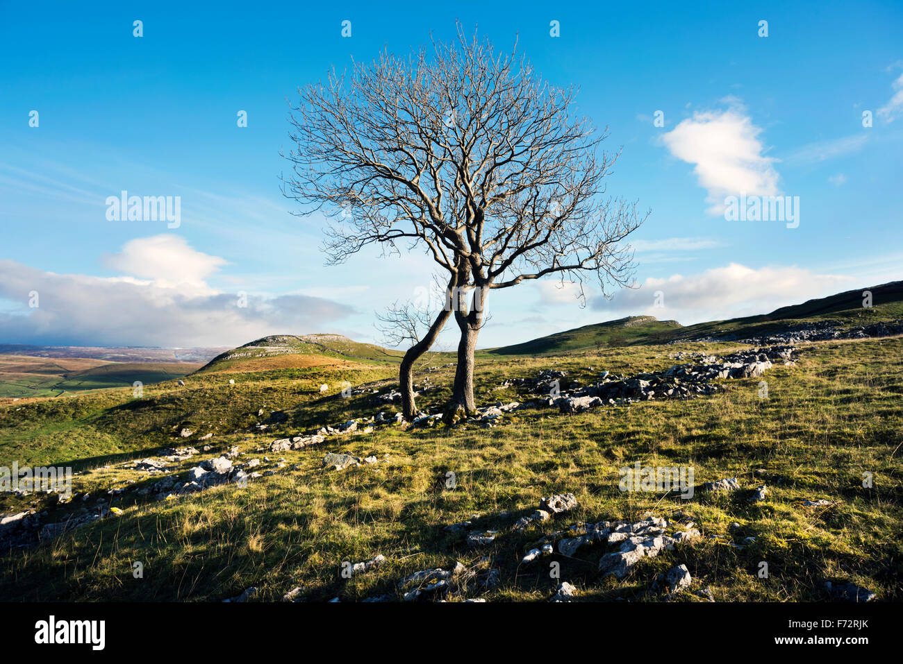 Two isololated trees on limestone pavement at Smearsett Scar, Feizor, near Settle, Yorkshire Dales National Park, UK Stock Photo