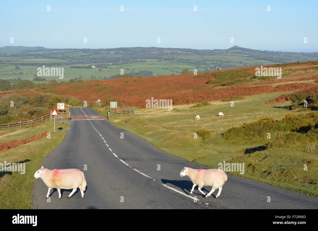 Sheep on Pork Hill, crossing Whitchurch Common, Dartmoor National Park, looking towards cattle grid & Tavistock, Devon, England. Stock Photo
