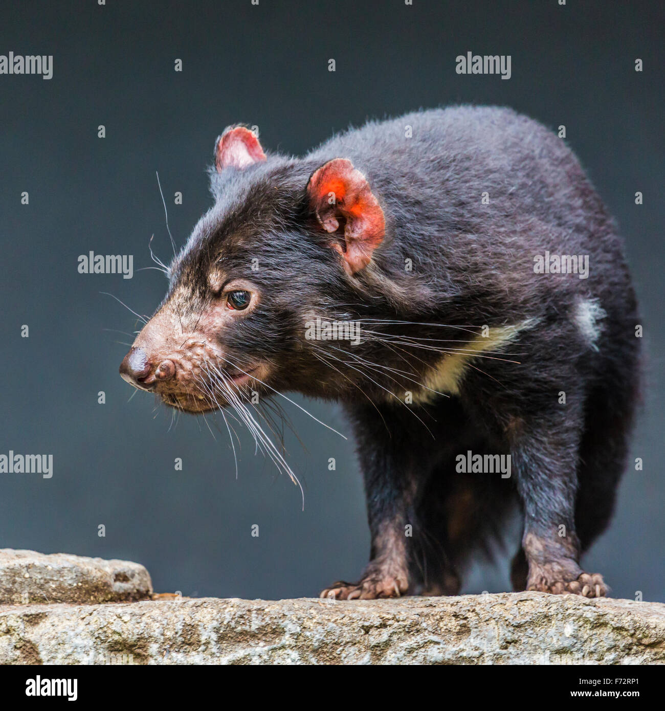 Tasmanian devil close up Stock Photo