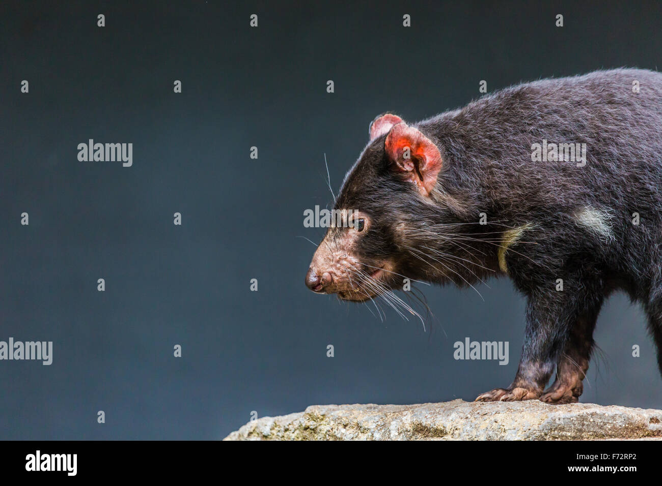 Tasmanian devil close up Stock Photo