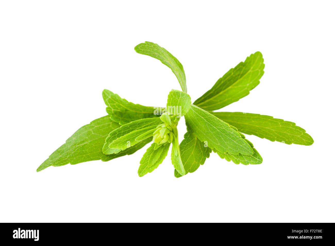 stevia rebaudiana isolated on white Stock Photo Alamy