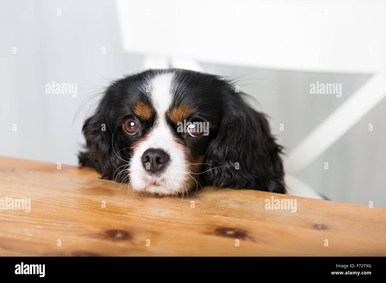 cute dog begging for food at the kitchen table Stock Photo Alamy