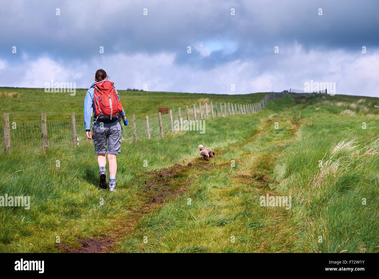 A woman out walking in the English countryside. Stock Photo