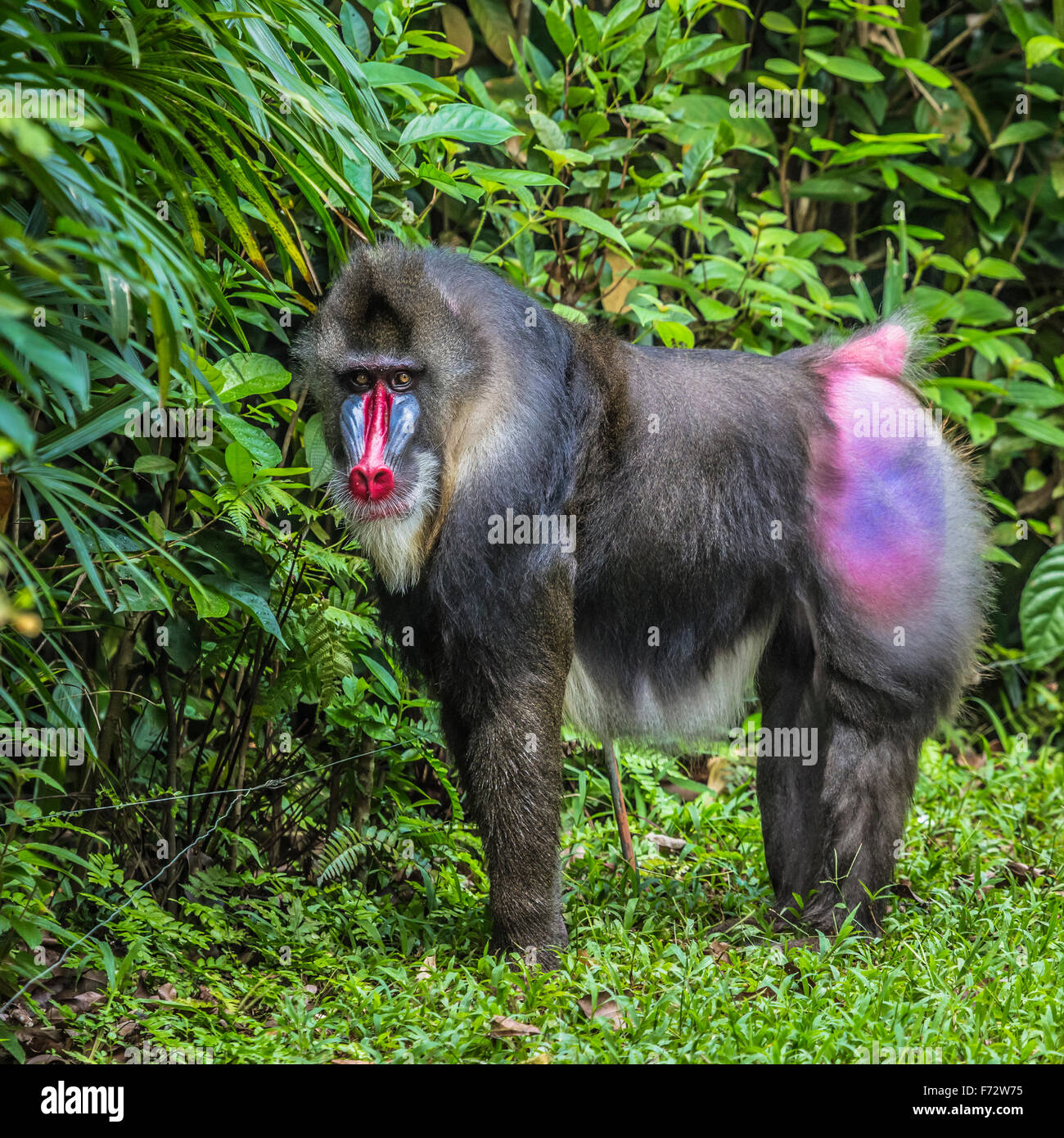 portrait-of-the-adult-male-mandrill-stock-photo-alamy