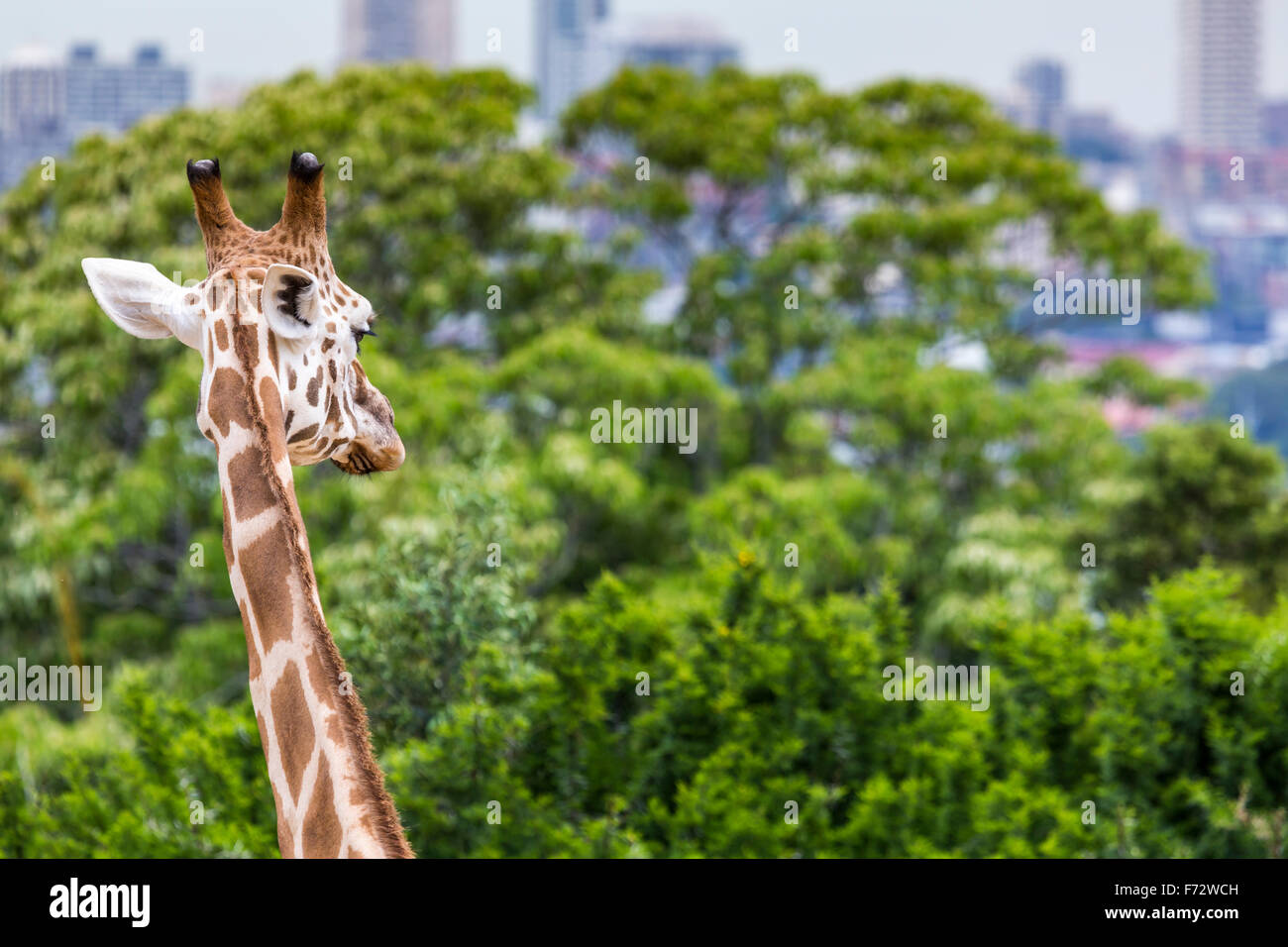 Giraffe head with neck over green background Stock Photo Alamy