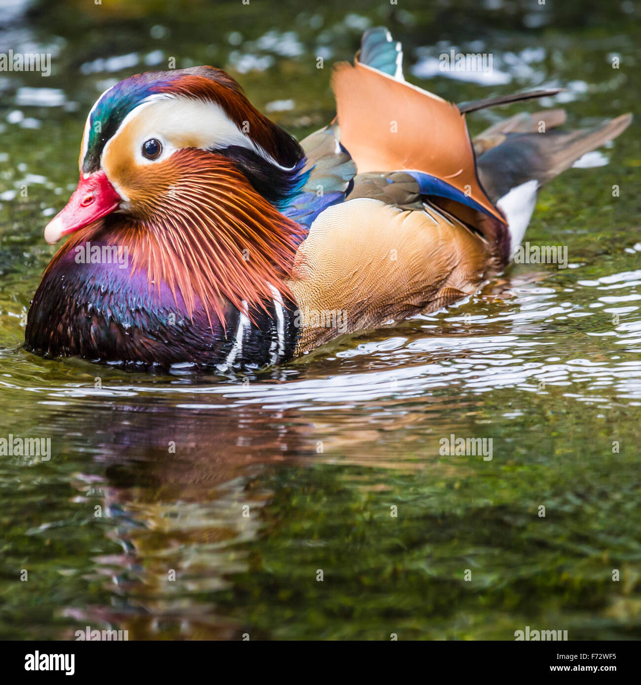 Beautiful male Mandarin Duck (Aix galericulata Stock Photo - Alamy