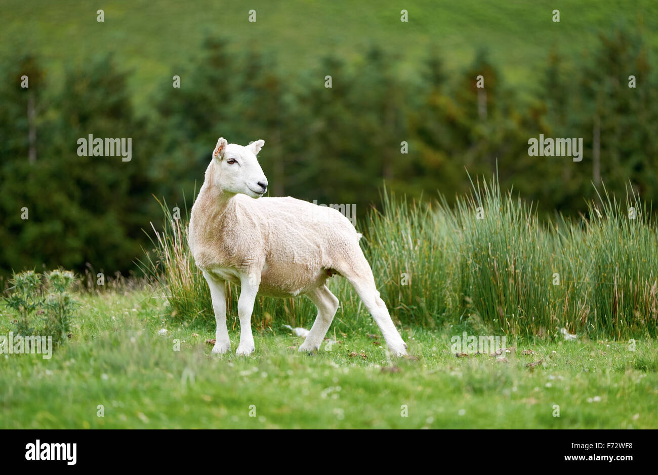Sheep farming in the Northumberland countryside. 'Breakneck Hill Cheviot' breed. Stock Photo