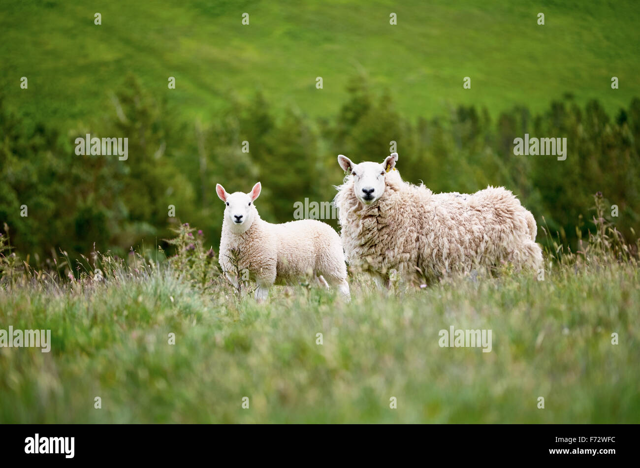 Sheep farming in the Northumberland countryside. 'Breakneck Hill Cheviot' breed. Stock Photo