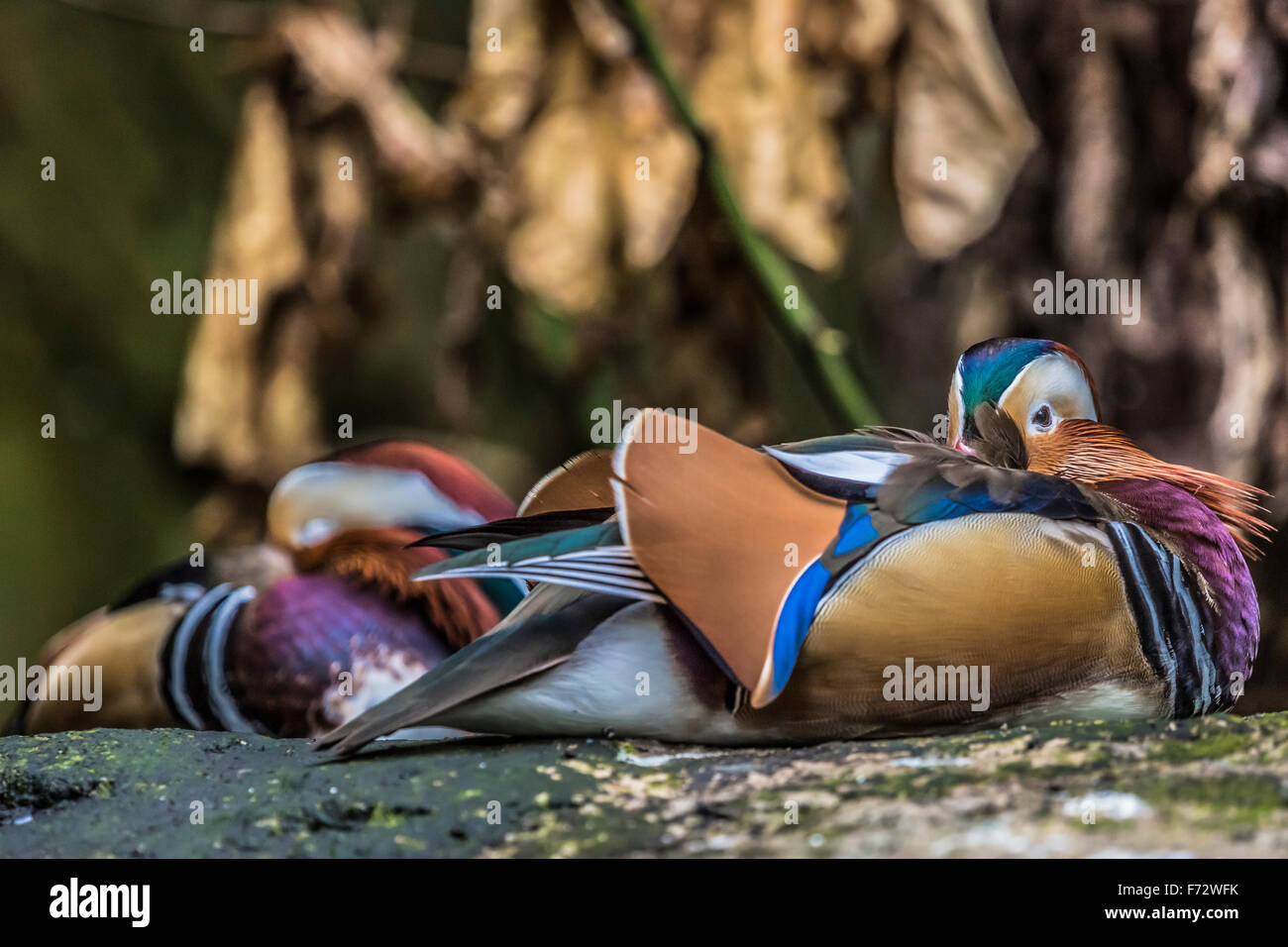 Beautiful male Mandarin Duck (Aix galericulata Stock Photo - Alamy
