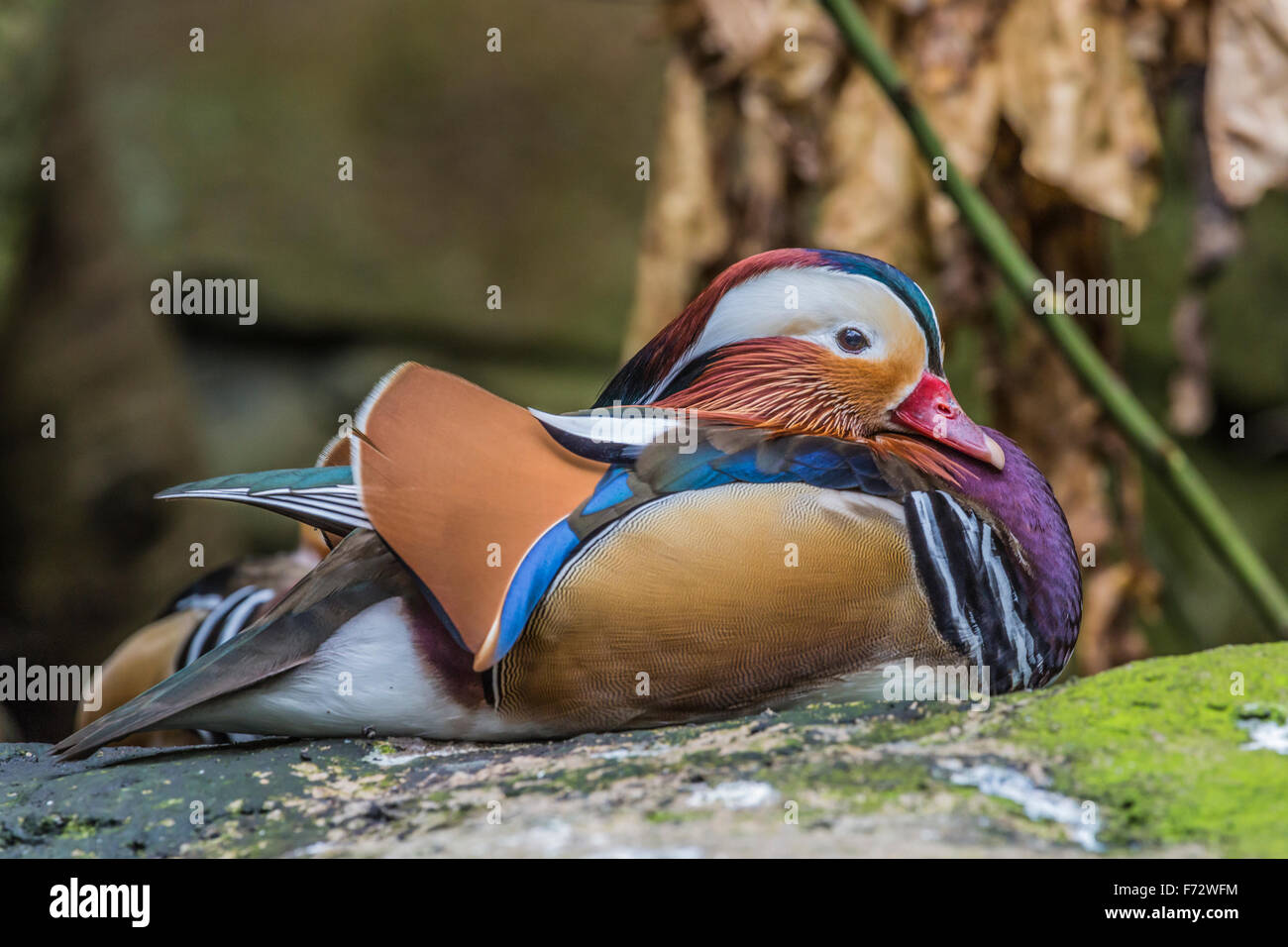 Beautiful male Mandarin Duck (Aix galericulata Stock Photo - Alamy
