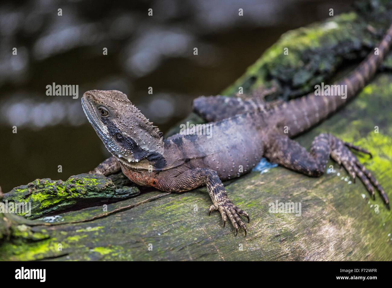 Eastern Water Dragon, Queensland (Australia Stock Photo Alamy